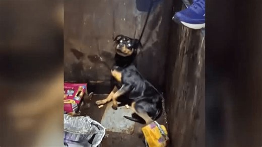 VIDEO: Dog rescued from dumpster behind abandoned building
