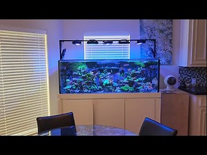 Inside My Mixed Reef Tank setup: Water Flow, Lighting, Equipment, and Livestock