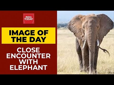 Image Of The Day: Close Encounter With Wild Elephant In Kerala | Watch
