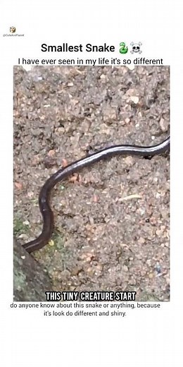 Smallest Snake I have ever seen...🐍☠️