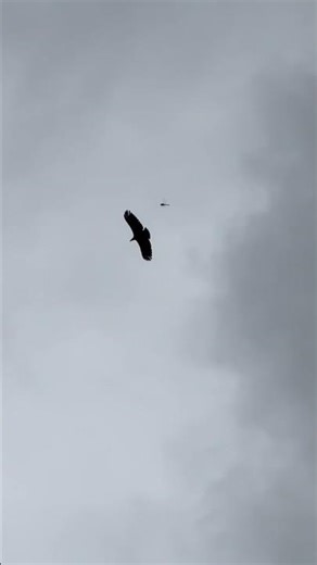 Black Vulture Flight • I Think We’re Alone Now • Tiffany #shorts #birds #bird #animals #nature #usa
