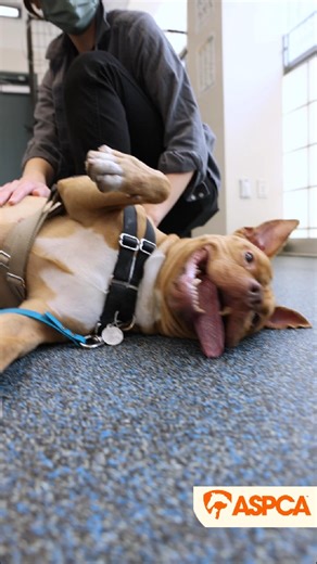 ASPCA on Instagram: "🐶 You know what they say, a Tanner a day keeps the gloomy days away! If pure joy had four legs and a wagging tail, it would look exactly like adoptable Tanner. This adorable, energetic sweetheart located at our NYC Adoption Center loves to PLAY! His goofy, bouncy personality is guaranteed to make you laugh every single day. While he's definitely a silly boy, Tanner also has excellent manners at home! He's housetrained, walks beautifully on a leash and is very attentive to c