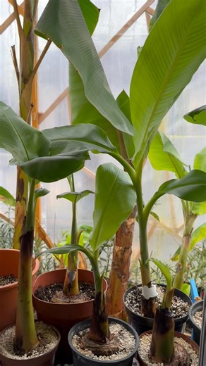 Eladó Vanilia ízű kék banánok 🍌❤️ Blue java ice cream banan 🍌 kommentbe teszek fel az előző évi terméséről is képet . Aki szeretne belőlük az írjon vagy hívjon 36309048778 | Pálma és banánkert Siófok