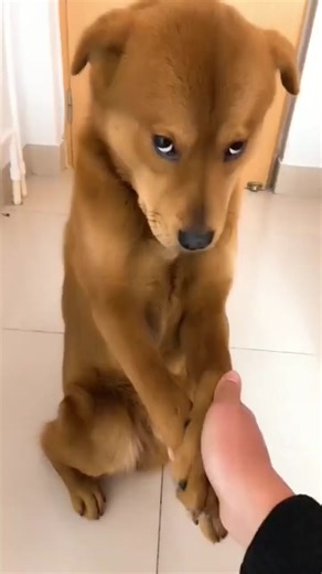 Playful Brown Puppy Interacting with Gentle Human