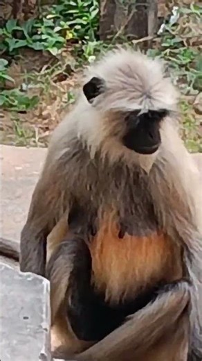 monkey's dailog#funny#comedy