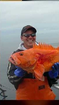 Why you don't want to mess with this rockfish #oceanlife #marineanimals
