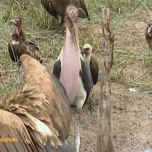 6.8M views · 10K reactions | Crocodile Strikes Vulture - A fierce fight between a hyena and a cape vulture over a hippo carcass. Join Group:  Animal World | Crystal Mills | Facebook