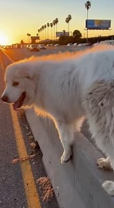 130 lb Great Pyrenees Runs for His Life Across the 405 | PetSpell