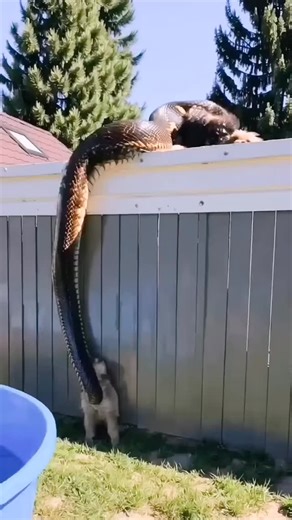 wildanimalsdiscussion20 on Instagram: "Python bite a neck of two baby dogs 🥲 _ _ _ _ _ _ _ _ #python #dog #pythonvsdog #pythonvsdog #pythonattack #wildanimalsafari #wildanimalphotos #wildlifeprotection #wildlifetour #wildliveplanet #wildlifeindia #discover #discovery #discoverearth #naturephotography #nature #maasai #net #netgewildlife #krugernationalpark #kruger #maasai #wildlifeofinstagram #nationalgeographic"