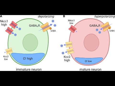 The Influence of Cl Conductance on Depolarization (3 Minutes)