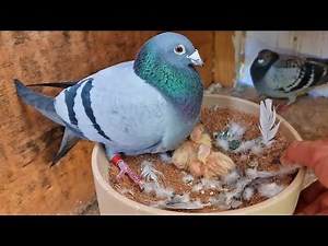 This Is The Best Time ( Pigeon Breeding )