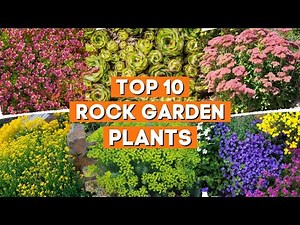 Top 10 Lovely Rock Garden Plants You Need to Create a Colorful Landscape 🪨 🌻 💛