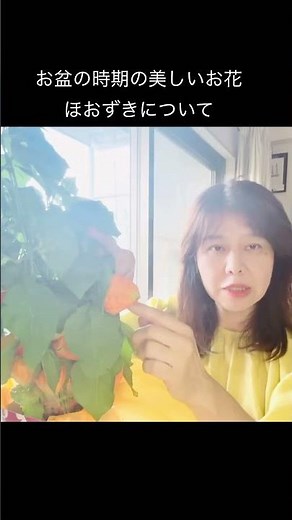 お盆の美しいお花ほおずきについて#若林佳子のお花チャンネル #ほおずき#お盆