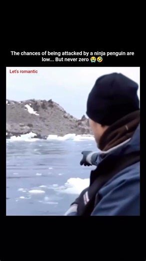 The chances of being attacked by a ninja penguin are low... But never zero 😭🤣 #funny #animals