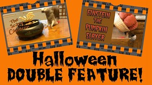 8.7K views · 619 reactions | Einstein is a very brave bird as he tries to get a nut from the scary Cauldron! He's fearless when slaying a huge pumpkin that invaded his drawer! Watch what happens at the end, the pumpkin never had a chance! | Einstein the Talking Texan Parrot | Facebook