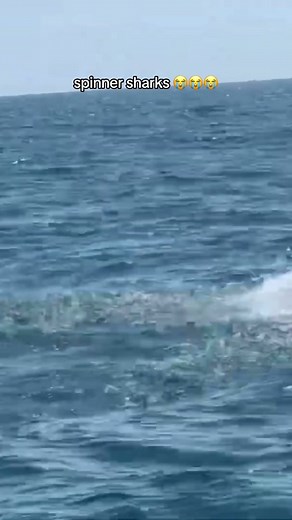 sharks just wanna have fun 🤧🤩 #spinnersharks #shark #fyp #ocean #marinebiology #sharktok