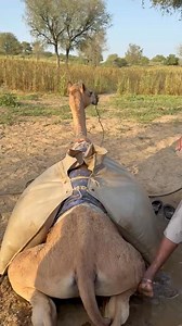 An old farmer and poor desert people fill water sacks on their camel — a glimpse of ancient desert culture and survival 🏜️🐪💧 | Desert Tales Studio