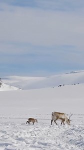1.5K views · 1.6K reactions | Watch this baby reindeer find his feet...