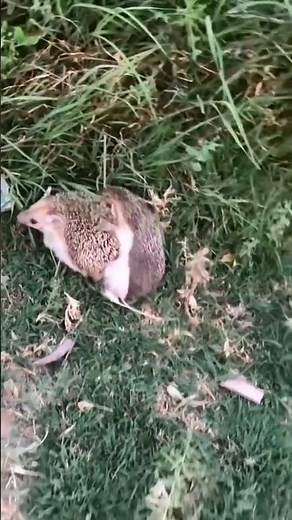 fin d'hibernation et reproduction des herissons #hedgehog #niglo #nature