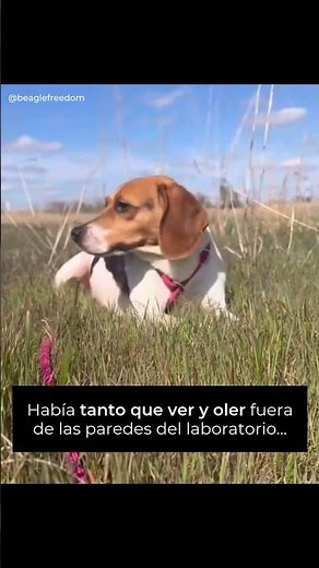 Abigail, la beagle liberada de laboratorios de experimentación animal💚💚