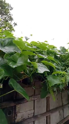 Sayur daun labu siam