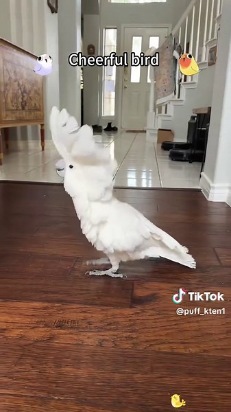 funny_flying_animals on TikTok