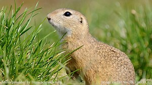 Ground Squirrel Sounds