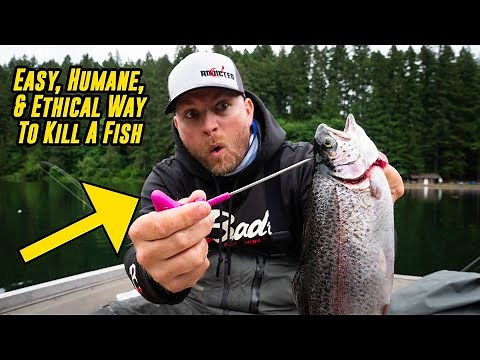 Best Way To KILL A FISH (Easy, Ethical, Humane!)