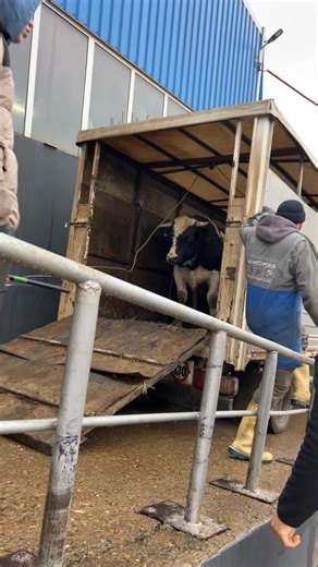 #agroruben #fyp #agriculture #viral #farmlife TikTok