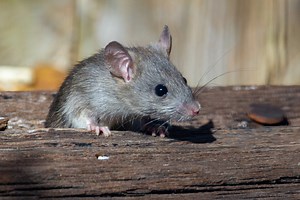 What Did Rats Evolve From? How Have Rats Evolved?