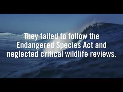 Saving the Gulf from Oil Spills