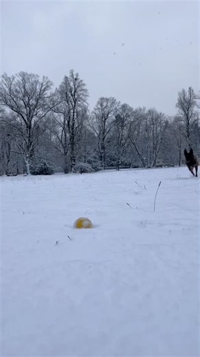 Inspiracja do tej rolki były rozmowy z ludźmi, z którymi spotkałam się na WOŚP. Co druga osoba widząc Suunto zadawała mi to samo pytanie: 🤔”A jak ten pies się zachowuje w domu? Pewnie ciągle trzeba coś z nim robić.” No to odpowiadam 😁 Owczarek belgijski to pies do pracy, do ruchu, myślenia, działania. Ale to nie znaczy, że ma być cały czas nakręcony. Aktywność jest ważna. Sensowna, dopasowana, interesująca. Ruch, praca głową, współpraca z człowiekiem. Taka, po której pies czuje satysfakcję, a 