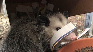 1K views · 61 reactions | FOODIE FRIDAY: What's in the box? Look who else was wondering the same thing! #boxedlunch #foodiefriday #opossum #lunchtime | Lindsay Wildlife Experience | Facebook