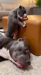 25K views · 651 reactions | When you can’t reach the treat… just turn Dad into a ladder. Problem solved. Confidence: 100%. Dad’s patience: 0%. #pitbulldad #pitbullpuppy #funnydogs #dogreels #cutedogvideos #petparents #dogcomedy #viraldogvideo #puppylife #4kpetvideo | LOL | Facebook