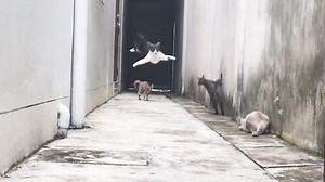 An Agile Cat Deftly Leaps Over Other Felines in an Alley to the Soundtrack of 'Run' by AWOLNATION