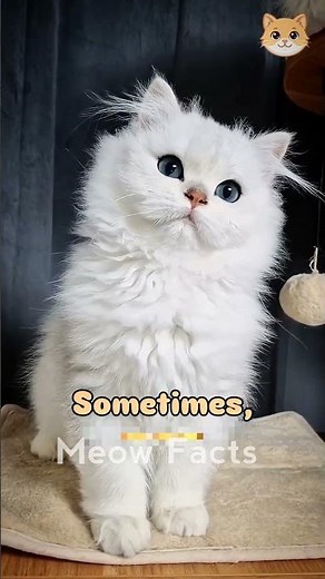 Cat lover should definitely know these four things!!! #cat #cats #pets