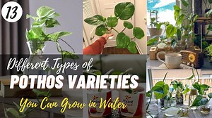 Upgrade your home plants collection with these 13 pothos varieties