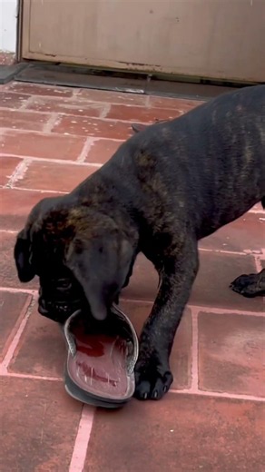 Cane Corso - Black Brindle Puppy play time - Day 3