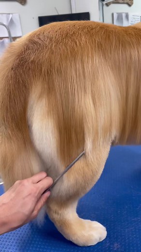 Golden Retriever Grooming Tips and Trends
