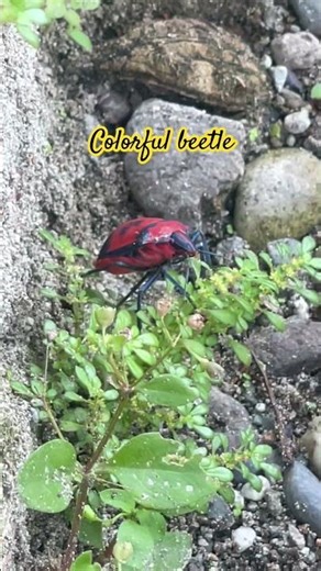 Colorful beetle trying to climb ❤️#short_ #insects
