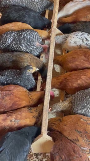 Profitable Chicken Farming in Uganda
