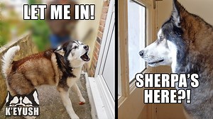 1M views · 10K reactions | I set up two cameras to capture the moment Key realised his best friend had arrived and I didn't say a word! He was completely shocked and didn't have a clue he was coming over! | Keyush the Stunt Dog | Facebook