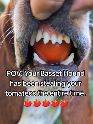 Basset Hound Stealing Tomatoes? Funny Dog POV Bacon Tomatoes Basset
