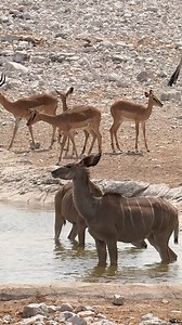 90K views · 1.4K reactions | Multiple animals at a waterhole in Etosha National Park, Namibia. #namibia #etosha #kudu #impala #zebra #safari #travel #wildlife #nature #desert #trending #viral #wildlifephotography | Madbookings - Travel Experts in Africa & Asia | Facebook