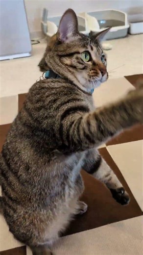 ちょいちょいムック【#にゃんこらぼ #保護猫 #cat 】