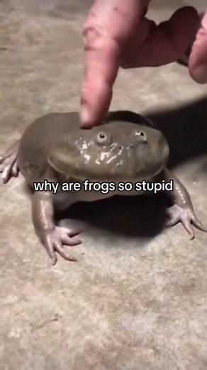 Frog on Instagram: "the scream after the toy came closer to it 🎥 Credit :@ sprucetheshitbrick Tik Tok ❤️ 🎁 CHECK THE LINK IN MY BIO 🎁 Follow Me: @frog_ins to see pictures/videos every day * * * * #frog #amphibian #nature #wildlife #green #frogsofinstagram #petfrog #froglover #froggy #froglove #cute #adorable #froglife #frogworld #frogstagram #frogfriends #frogcommunity #frogs #frogpics #frogposting #frogphotography #instafrog #frogobsessed #froggram #frogart #frogstyle"
