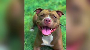 Whitby dog stolen while out on walk with owner