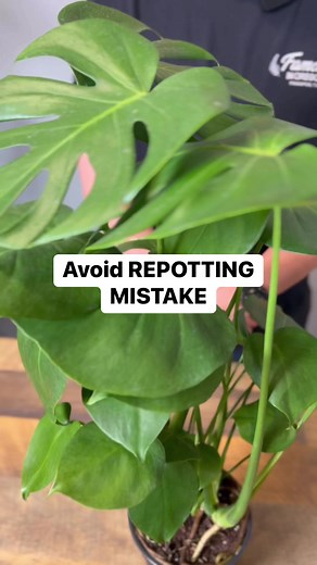 Yes, I understand root girdling is a thing in houseplants, but in the hundreds of consults I’ve done there’s not been one case of root girdling causing decline- even in houseplants that haven’t been reported in 20 years! So, although possible- not likely. I actually like to keep my plants a little root bound as it increases your room for error in the most common way people kill their houseplants- watering too frequently! #plants #plantsmakepeoplehappy #monsteradeliciosa | Tanner The Planter