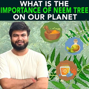 305K views · 10K reactions | Neem trees are one of the most important trees in India, it has numerous benefits and qualities that are important for the environment and humans alike. Let's find out more about Neem Trees in this video. Follow https://www.instagram.com/anujramatri to know about more EcoFreaks. Join EcoFreaks Group: https://www.facebook.com/groups/theecofreaks/ | Anuj Ramatri | Facebook