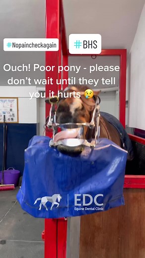 Preventing Tongue Ulcers in Horses: Equine Dental Health Tips